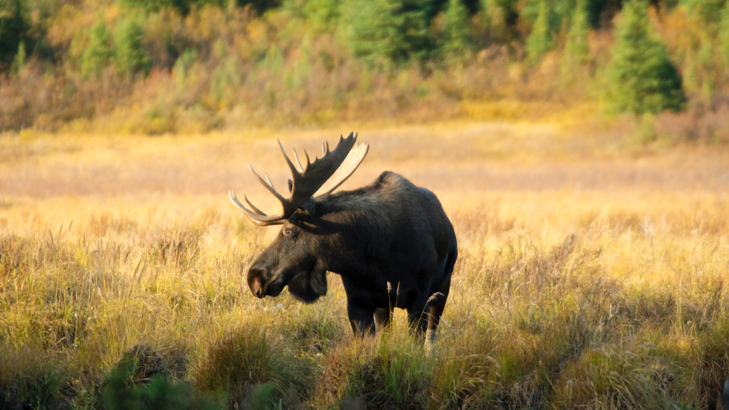 Kanada Alberta Elch Spray Valley Provincial Park iStock bgsmith